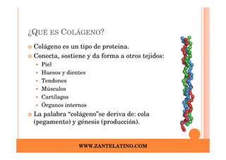 ¿QUÉ ES COLÁGENO?
 Colágeno es un tipo de proteina.
 Conecta, sostiene y da forma a otros tejidos:
   Piel
   Huesos y dientes
   Tendones
   Músculos
   Cartílagos
   Órganos internos
 La palabra “colágeno”se deriva de: cola
 (pegamento) y génesis (producción).


                WWW.ZANTELATINO.COM
 