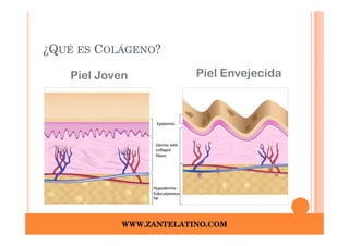 ¿QUÉ ES COLÁGENO?

   Piel Joven           Piel Envejecida




           WWW.ZANTELATINO.COM
 