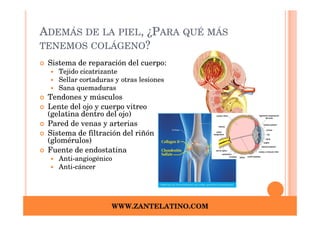 ADEMÁS DE LA PIEL, ¿PARA QUÉ MÁS
TENEMOS COLÁGENO?
 Sistema de reparación del cuerpo:
    Tejido cicatrizante
    Sellar cortaduras y otras lesiones
    Sana quemaduras
 Tendones y músculos
 Lente del ojo y cuerpo vitreo
 (gelatina dentro del ojo)
 Pared de venas y arterias
 Sistema de filtración del riñón
 (glomérulos)
 Fuente de endostatina
    Anti-angiogénico
    Anti-cáncer




                     WWW.ZANTELATINO.COM
 