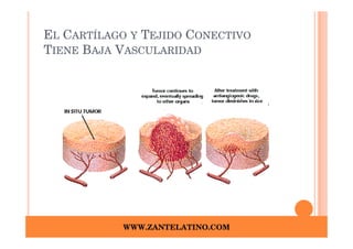 EL CARTÍLAGO Y TEJIDO CONECTIVO
TIENE BAJA VASCULARIDAD




           WWW.ZANTELATINO.COM
 