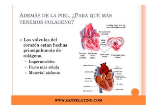 ADEMÁS DE LA PIEL, ¿PARA QUÉ MÁS
TENEMOS COLÁGENO?


 Las válvulas del
 corazón estan hechas
 principalmente de
 colágeno.
   Impermeables
   Parte más sólida
   Material aislante




                 WWW.ZANTELATINO.COM
 