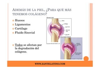 ADEMÁS DE LA PIEL, ¿PARA QUÉ MÁS
TENEMOS COLÁGENO?

 Huesos
 Ligamentos
 Cartílago
 Fluído Sinovial



 Todos se afectan por
 la degradación del
 colágeno.



               WWW.ZANTELATINO.COM
 