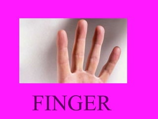 FINGER
 