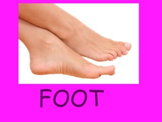 FOOT
 