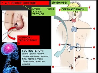 7. и 8. ПОЛНЕ ЖЛЕЗДЕ Двојака ф-ја
МУШКЕ ПОЛНЕ
ЖЛЕЗДЕ-
ТЕСТИСИ
ТЕСТОСТЕРОН:
развој мушких полних
одлика (маљавост мушког
типа, промене гласа,
обликовање скелета и
мишића
ХОРМОН -
ТЕСТОСТЕРО
Н
СПЕРМАТОЗОИДИ
 