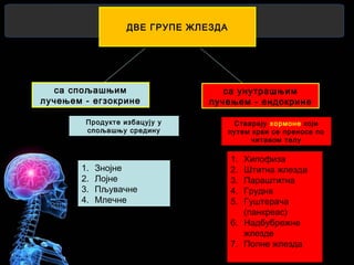 ДВЕ ГРУПЕ ЖЛЕЗДА
са унутрашњим
лучењем - ендокрине
са спољашњим
лучењем - егзокрине
1. Знојне
2. Лојне
3. Пљувачне
4. Млечне
Продукте избацују у
спољашњу средину
Стварају хормоне који
путем крви се преносе по
читавом телу
1. Хипофиза
2. Штитна жлезда
3. Параштитна
4. Грудна
5. Гуштерача
(панкреас)
6. Надбубрежне
жлезде
7. Полне жлезда
 
