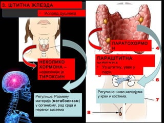 3. ШТИТНА ЖЛЕЗДА
• Испред душника
Регулише: Размену
материја (метаболизам)
у организму, рад срца и
нервног система
НЕКОЛИКО
ХОРМОНА –
најважнији је
ТИРОКСИН
ПАРАШТИТНА
ЖЛЕЗДА
• Уз штитну, увек у
пару.
ПАРАТОХОРМО
Н
Регулише: ниво калцијума
у крви и костима.
 