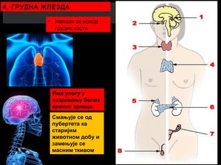 4. ГРУДНА ЖЛЕЗДА
• Налази се испод
грудне кости
Има улогу у
сазревању белих
крвних зрнаца.
Смањује се од
пубертета ка
старијим
животном добу и
замењује се
масним ткивом
 