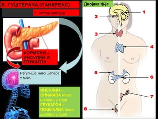 6. ГУШТЕРАЧА (ПАНКРЕАС)
• испод желуца
ХОРМОНИ –
ИНСУЛИН И
ГЛУКАГОН
Регулише: ниво шећера
у крви.
ИНСУЛИН –
СНИЖАВА ниво
шећера у крви
ГЛУКАГОН –
ПОВЕЋАВА ниво
шећера у крви
Двојака ф-ја
 