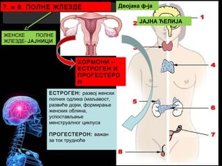 7. и 8. ПОЛНЕ ЖЛЕЗДЕ Двојака ф-ја
ЖЕНСКЕ ПОЛНЕ
ЖЛЕЗДЕ- ЈАЈНИЦИ
ХОРМОНИ –
ЕСТРОГЕН И
ПРОГЕСТЕРО
Н
ЕСТРОГЕН: развој женски
полних одлика (маљавост,
развиће дојки, формирање
женских облина,
успостављање
менструалног циклуса
ПРОГЕСТЕРОН: важан
за ток трудноће
ЈАЈНА ЋЕЛИЈА
 