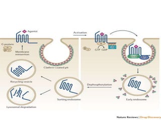 G protein coupled receptors | PPTX