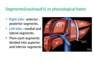 Segment Inferior liver seminar for medical and paramedical students | PPTX
