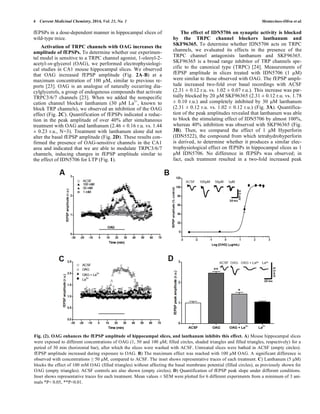 4 Current Medicinal Chemistry, 2014, Vol. 21, No. 1 Montecinos-Oliva et al. 
fEPSPs in a dose-dependent manner in hippocampal slices of 
wild-type mice. 
Activation of TRPC channels with OAG increases the 
amplitude of fEPSPs. To determine whether our experimen-tal 
model is sensitive to a TRPC channel agonist, 1-oleoyl-2- 
acetyl-sn-glycerol (OAG), we performed electrophysiologi-cal 
studies in CA1 mouse hippocampal slices. We observed 
that OAG increased fEPSP amplitude (Fig. 2A-B) at a 
maximum concentration of 100 μM, similar to previous re-ports 
[23]. OAG is an analogue of naturally occurring dia-cylglycerols, 
a group of endogenous compounds that activate 
TRPC3/6/7 channels [23]. When we added the nonspecific 
cation channel blocker lanthanum (30 μM La3+, known to 
block TRP channels), we observed an inhibition of the OAG 
effect (Fig. 2C). Quantification of fEPSPs indicated a reduc-tion 
in the peak amplitude of over 40% after simultaneous 
treatment with OAG and lanthanum (2.46 ± 0.16 r.u. vs. 1.44 
± 0.23 r.u., N=3). Treatment with lanthanum alone did not 
alter the basal fEPSP amplitude (Fig. 2D). These results con-firmed 
the presence of OAG-sensitive channels in the CA1 
area and indicated that we are able to modulate TRPC3/6/7 
channels, inducing changes in fEPSP amplitude similar to 
the effect of IDN5706 for LTP (Fig. 1). 
The effect of IDN5706 on synaptic activity is blocked 
by the TRPC channel blockers lanthanum and 
SKF96365. To determine whether IDN5706 acts on TRPC 
channels, we evaluated its effects in the presence of the 
TRPC channel antagonists lanthanum and SKF96365. 
SKF96365 is a broad range inhibitor of TRP channels spe-cific 
to the canonical type (TRPC) [24]. Measurements of 
fEPSP amplitude in slices treated with IDN5706 (1 μM) 
were similar to those observed with OAG. The fEPSP ampli-tude 
increased two-fold over basal recordings with ACSF 
(2.31 ± 0.12 r.u. vs. 1.02 ± 0.07 r.u.). This increase was par-tially 
blocked by 20 μM SKF96365 (2.31 ± 0.12 r.u. vs. 1.78 
± 0.10 r.u.) and completely inhibited by 30 μM lanthanum 
(2.31 ± 0.12 r.u. vs. 1.02 ± 0.12 r.u.) (Fig. 3A). Quantifica-tion 
of the peak amplitudes revealed that lanthanum was able 
to block the stimulating effect of IDN5706 by almost 100%, 
whereas 40% inhibition was observed with SKF96365 (Fig. 
3B). Then, we compared the effect of 1 μM Hyperforin 
(IDN5522), the compound from which tetrahydrohyperforin 
is derived, to determine whether it produces a similar elec-trophysiological 
effect on fEPSPs in hippocampal slices as 1 
μM IDN5706. No difference in fEPSPs was observed; in 
fact, each treatment resulted in a two-fold increased peak 
Fig. (2). OAG enhances the fEPSP amplitude of hippocampal slices, and lanthanum inhibits this effect. A) Mouse hippocampal slices 
were exposed to different concentrations of OAG (1, 50 and 100 μM; filled circles, shaded triangles and filled triangles, respectively) for a 
period of 30 min (horizontal bar), after which the slices were washed with ACSF. Untreated slices were bathed in ACSF (empty circles). 
fEPSP amplitude increased during exposure to OAG. B) The maximum effect was reached with 100 μM OAG. A significant difference is 
observed with concentrations  50 μM, compared to ACSF. The inset shows representative traces of each treatment. C) Lanthanum (5 μM) 
blocks the effect of 100 mM OAG (filled triangles) without affecting the basal membrane potential (filled circles), as previously shown for 
OAG (empty triangles). ACSF controls are also shown (empty circles). D) Quantification of fEPSP peak slope under different conditions. 
Inset shows representative traces for each treatment. Mean values ± SEM were plotted for 6 different experiments from a minimum of 3 ani-mals 
*P 0.05, **P0.01. 
 