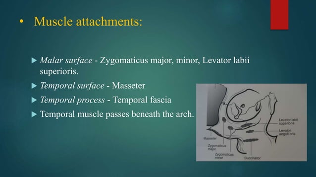 Zmc fractures part 1 | PPTX