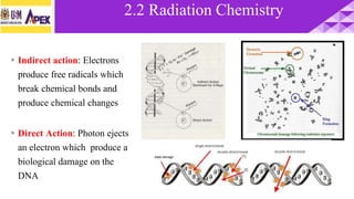 • Indirect action: Electrons
produce free radicals which
break chemical bonds and
produce chemical changes
• Direct Action: Photon ejects
an electron which produce a
biological damage on the
DNA
2.2 Radiation Chemistry
 