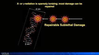 http://dmco.ucla.edu/McBride_Lab
WMcB2008
Repairable Sublethal Damage
X- or -radiation is sparsely ionizing; most damage can be
repaired
4 nm
2 nm
 