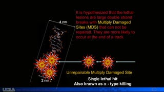 http://dmco.ucla.edu/McBride_Lab
WMcB2008
Single lethal hit
Also known as  - type killing
4 nm
2 nm
Unrepairable Multiply Damaged Site
It is hypothesized that the lethal
lesions are large double strand
breaks with Multiply Damaged
Sites (MDS) that can not be
repaired. They are more likely to
occur at the end of a track
 