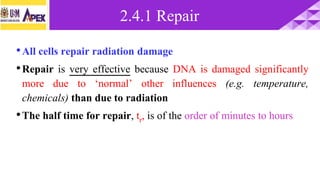 •All cells repair radiation damage
•Repair is very effective because DNA is damaged significantly
more due to ‘normal’ other influences (e.g. temperature,
chemicals) than due to radiation
•The half time for repair, tr, is of the order of minutes to hours
2.4.1 Repair
 