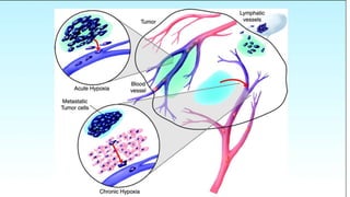 22/3/2017 Dr. Nik Noor Ashikin Bt Nik Ab Razak 51
 