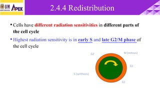 •Cells have different radiation sensitivities in different parts of
the cell cycle
•Highest radiation sensitivity is in early S and late G2/M phase of
the cell cycle
G1
G1
S (synthesis)
M (mitosis)G2
2.4.4 Redistribution
 