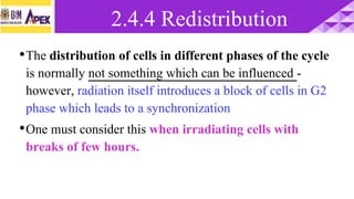 •The distribution of cells in different phases of the cycle
is normally not something which can be influenced -
however, radiation itself introduces a block of cells in G2
phase which leads to a synchronization
•One must consider this when irradiating cells with
breaks of few hours.
2.4.4 Redistribution
 