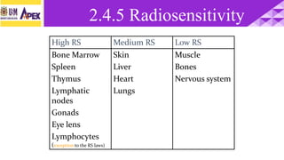 Muscle
Bones
Nervous system
Skin
Liver
Heart
Lungs
Bone Marrow
Spleen
Thymus
Lymphatic
nodes
Gonads
Eye lens
Lymphocytes
(exception to the RS laws)
Low RSMedium RSHigh RS
2.4.5 Radiosensitivity
 
