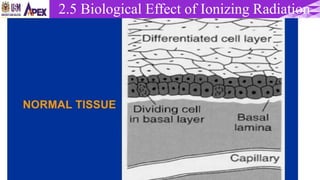 22/3/2017 Dr. Nik Noor Ashikin Bt Nik Ab Razak 64
2.5 Biological Effect of Ionizing Radiation
 