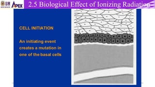 22/3/2017 Dr. Nik Noor Ashikin Bt Nik Ab Razak 65
2.5 Biological Effect of Ionizing Radiation
 