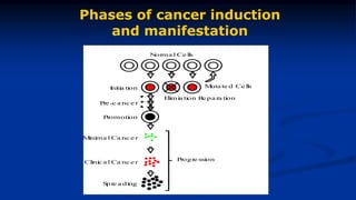 Phases of cancer induction
and manifestation
Initia tion Muta te d Cells
Elimia tion Re pa ra tion
Progre ssion
Pre-c a nce r
Norma l Cells
Promotion
Minima l Ca nc er
Clinic a l Ca ncer
Spre a ding
 
