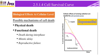 Biological Effects At Cellular Level
Possible mechanisms of cell death:
• Physical death
• Functional death
• Death during interphase
• Mitotic delay
• Reproductive failure
Cellular effects of ionizing radiation are
studied by cell survival curves
%survivalcells(semilogarithmic)
Dose
n = targets
Dq
D0
(threshold)
(radiosensitivity)
2.5.1.4 Cell Survival Curve
 