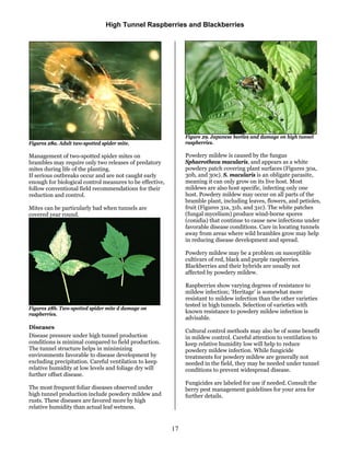 Spider Mites Raspberry Zmeura si mure in solar hightunnelsrasp | PDF