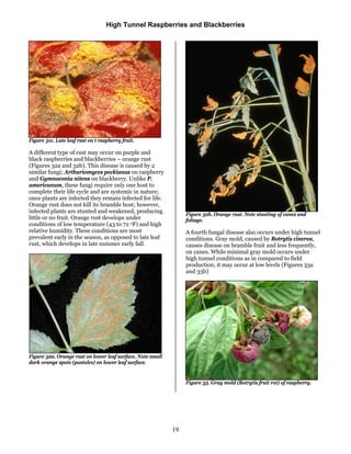 Orange Rust Raspberry Zmeura si mure in solar hightunnelsrasp | PDF