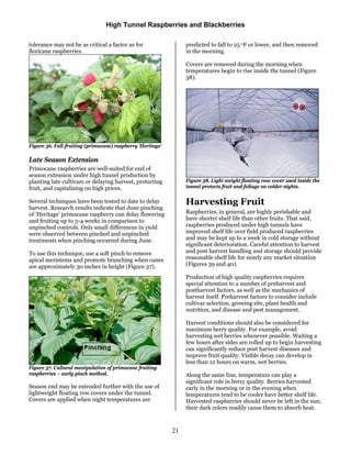 Raspberry Decay Zmeura si mure in solar hightunnelsrasp | PDF