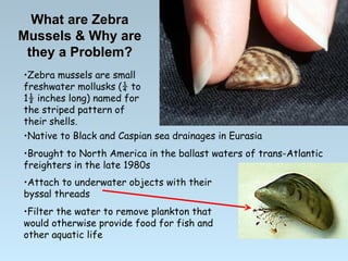 Dick Sternberg Zebra Mussel Presentation | PPT