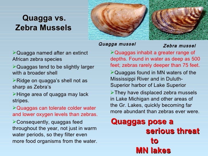 zebra mussels recipe zebra mussels recipe