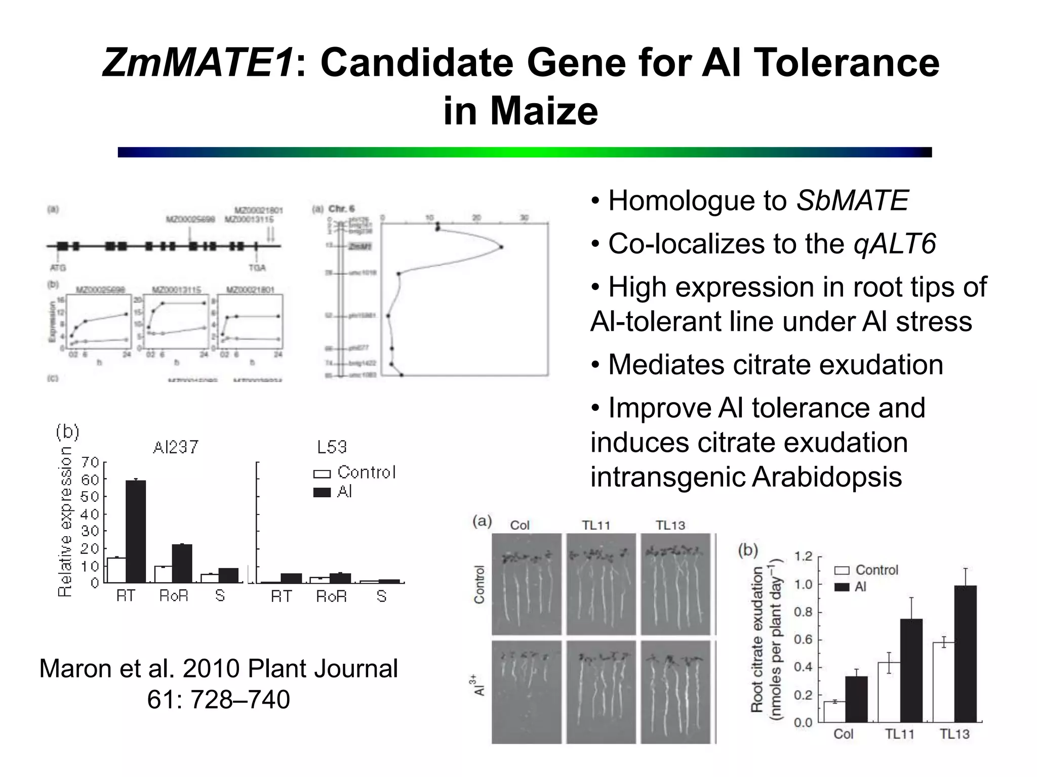ZmMATE1: Candidate Gene for Al Tolerance
in Maize
Maron et al. 2010 Plant Journal
61: 728–740
• Homologue to SbMATE
• Co-localizes to the qALT6
• High expression in root tips of
Al-tolerant line under Al stress
• Mediates citrate exudation
• Improve Al tolerance and
induces citrate exudation
intransgenic Arabidopsis
 