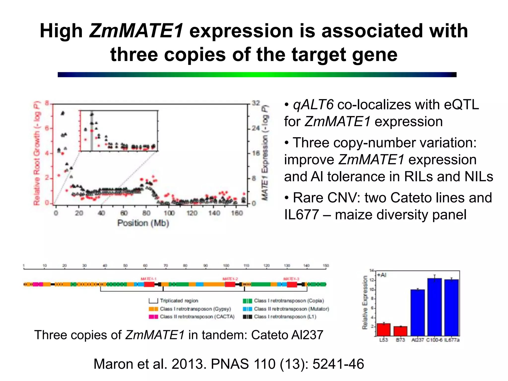 High ZmMATE1 expression is associated with
three copies of the target gene
Maron et al. 2013. PNAS 110 (13): 5241-46
• qALT6 co-localizes with eQTL
for ZmMATE1 expression
• Three copy-number variation:
improve ZmMATE1 expression
and Al tolerance in RILs and NILs
• Rare CNV: two Cateto lines and
IL677 – maize diversity panel
Three copies of ZmMATE1 in tandem: Cateto Al237
 