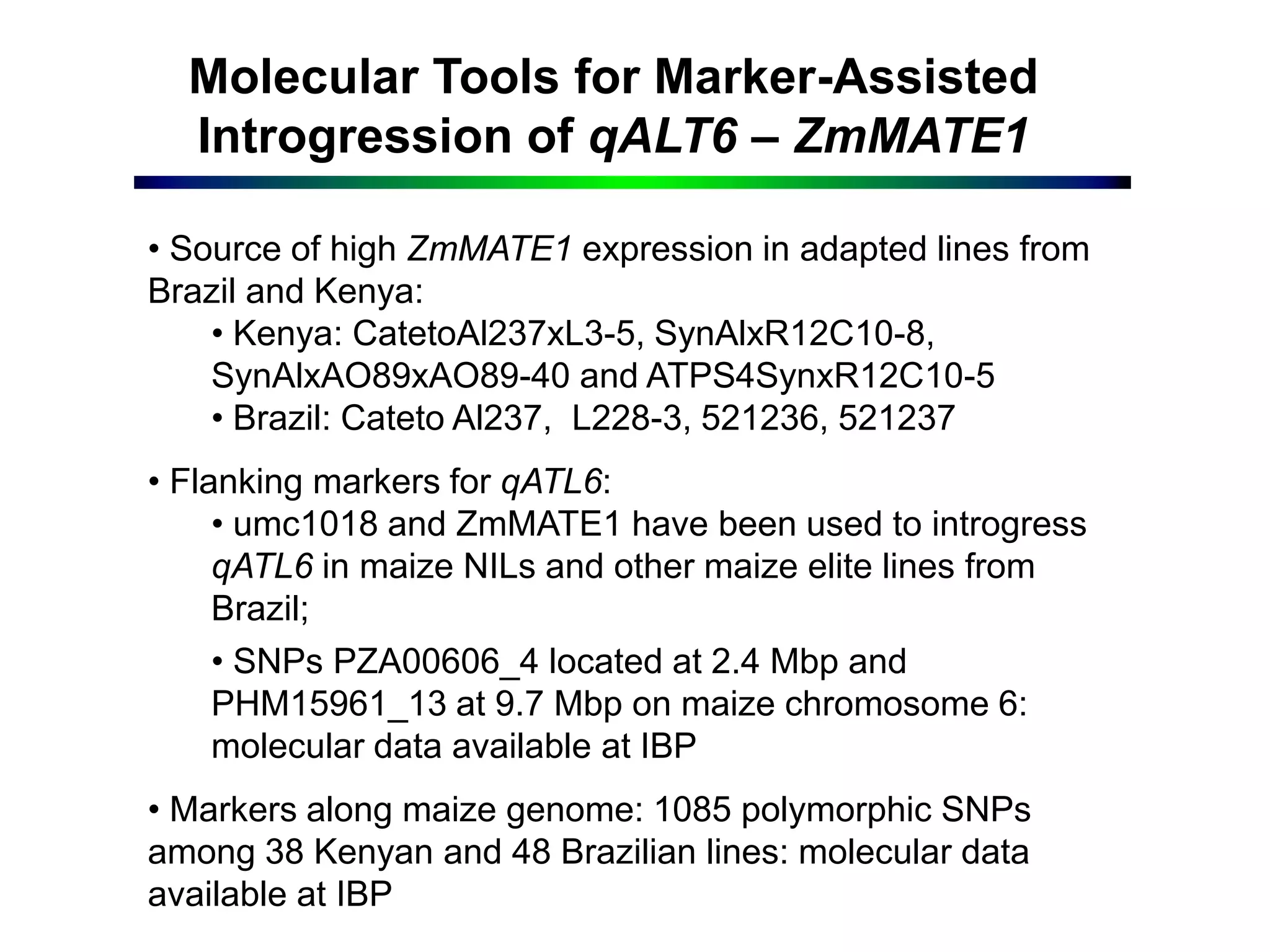 Molecular Tools for Marker-Assisted
Introgression of qALT6 – ZmMATE1
• Source of high ZmMATE1 expression in adapted lines from
Brazil and Kenya:
• Kenya: CatetoAl237xL3-5, SynAlxR12C10-8,
SynAlxAO89xAO89-40 and ATPS4SynxR12C10-5
• Brazil: Cateto Al237, L228-3, 521236, 521237
• Flanking markers for qATL6:
• umc1018 and ZmMATE1 have been used to introgress
qATL6 in maize NILs and other maize elite lines from
Brazil;
• SNPs PZA00606_4 located at 2.4 Mbp and
PHM15961_13 at 9.7 Mbp on maize chromosome 6:
molecular data available at IBP
• Markers along maize genome: 1085 polymorphic SNPs
among 38 Kenyan and 48 Brazilian lines: molecular data
available at IBP
 