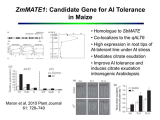 ZmMATE1: Candidate Gene for Al Tolerance
in Maize
Maron et al. 2010 Plant Journal
61: 728–740
• Homologue to SbMATE
• Co-localizes to the qALT6
• High expression in root tips of
Al-tolerant line under Al stress
• Mediates citrate exudation
• Improve Al tolerance and
induces citrate exudation
intransgenic Arabidopsis
 