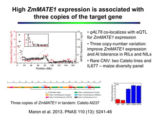 High ZmMATE1 expression is associated with
three copies of the target gene
Maron et al. 2013. PNAS 110 (13): 5241-46
• qALT6 co-localizes with eQTL
for ZmMATE1 expression
• Three copy-number variation:
improve ZmMATE1 expression
and Al tolerance in RILs and NILs
• Rare CNV: two Cateto lines and
IL677 – maize diversity panel
Three copies of ZmMATE1 in tandem: Cateto Al237
 