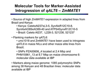 Molecular Tools for Marker-Assisted
Introgression of qALT6 – ZmMATE1
• Source of high ZmMATE1 expression in adapted lines from
Brazil and Kenya:
• Kenya: CatetoAl237xL3-5, SynAlxR12C10-8,
SynAlxAO89xAO89-40 and ATPS4SynxR12C10-5
• Brazil: Cateto Al237, L228-3, 521236, 521237
• Flanking markers for qATL6:
• umc1018 and ZmMATE1 have been used to introgress
qATL6 in maize NILs and other maize elite lines from
Brazil;
• SNPs PZA00606_4 located at 2.4 Mbp and
PHM15961_13 at 9.7 Mbp on maize chromosome 6:
molecular data available at IBP
• Markers along maize genome: 1085 polymorphic SNPs
among 38 Kenyan and 48 Brazilian lines: molecular data
available at IBP
 