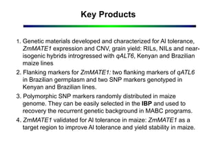 Key Products
1. Genetic materials developed and characterized for Al tolerance,
ZmMATE1 expression and CNV, grain yield: RILs, NILs and near-
isogenic hybrids introgressed with qALT6, Kenyan and Brazilian
maize lines
2. Flanking markers for ZmMATE1: two flanking markers of qATL6
in Brazilian germplasm and two SNP markers genotyped in
Kenyan and Brazilian lines.
3. Polymorphic SNP markers randomly distributed in maize
genome. They can be easily selected in the IBP and used to
recovery the recurrent genetic background in MABC programs.
4. ZmMATE1 validated for Al tolerance in maize: ZmMATE1 as a
target region to improve Al tolerance and yield stability in maize.
 