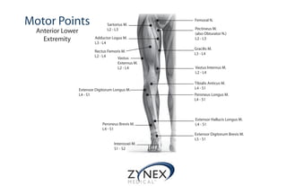 Motor Points
Anterior Lower
Extremity
Femoral N.
Sartorius M.
L2 - L3 Pectineus M.
(also Obturator N.)
L2 - L3Adductor Logus M.
L3 - L4
Rectus Femoris M.
L2 - L4
Gracilis M.
L3 - L4
Vastus
Externus M.
L2 - L4 Vastus Internus M.
L2 - L4
Tibialis Anticus M.
L4 - S1Extensor Digitorum Longus M.
L4 - S1 Peroneus Longus M.
L4 - S1
Extensor Hallucis Longus M.
L4 - S1Peroneus Brevis M.
L4 - S1
Extensor Digitorum Brevis M.
L5 - S1
Interossei M.
S1 - S2
 