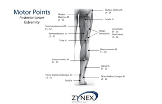 Motor Points
Posterior Lower
Extremity
Gluteus Medius M.
L4 - S1
Gluteus
Maximus M.
L5 - S2 Sciatic N.
Semimembranosus M.
L5 - S2
Semitendinosus M.
L5 - S2
Biceps
Femoris M.
Long Head
S1 - S3
Short Head
L5 - S2
Tibial N.
Gastrocnemius M.
S1 - S2
Gastrocnemius M.
S1 - S2
Soleus M.
S1 - S2
Flexor Digitorum Longus M.
L5 - S1
Tibial N.
Flexor Hallucis Longus M.
L5 - S2
 