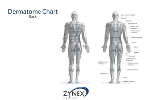 Dermatome Chart
Back
C2
C3
C4
C5
C7
T1
C6
C8
T1
T2 T3
T4
T5
T6
T7
T8
T9
T10
T11
T12
L1
L2
S3
S4
S5
L3
S2
L4
L5
S1
Great & Small Occipital
Auricular
Cervical
Supraclavicular
Upper Lateral
Cutaneous
Posterior Lateral
Cutaneous
Medial Cutaneous
Radial
Median
Ulnar
Thoracic
Posterior Rami
Sacral
Lumbar
Obturator
Lateral Femoral
Cutaneous
Medial Femoral
Cutaneous
Posterior Femoral
Cutaneous
Lateral Cutaneous
Saphenous
Sural
Medial Calcaneal
 