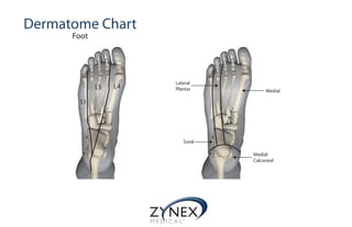 Dermatome Chart
Foot
S1
L5 L4
Sural
Lateral
Plantar Medial
Medial
Calcaneal
 