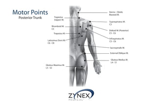 Motor Points
Posterior Trunk
Sterno - Cleido
Mastoid M.
Trapezius
(Upper) M.
Supraspinatus M.
C5
Deltoid M.(Posterior)
C5 - C6
Rhomboid M.
C5
Trapezius M.
Infraspinatus M.
C5 - C6Latissimus Dorsi M.
C6 - C8
Sacrospinalis M.
External Oblique M.
Gluteus Medius M.
L4 - S1
Gluteus Maximus M.
L5 - S2
 