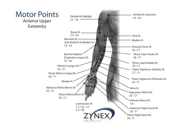 Motor Points For Electrical Stimulation Chart