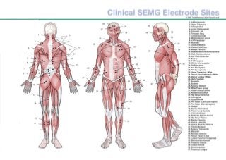 ZMPCZM019000.11.05 SEMG muscle chart