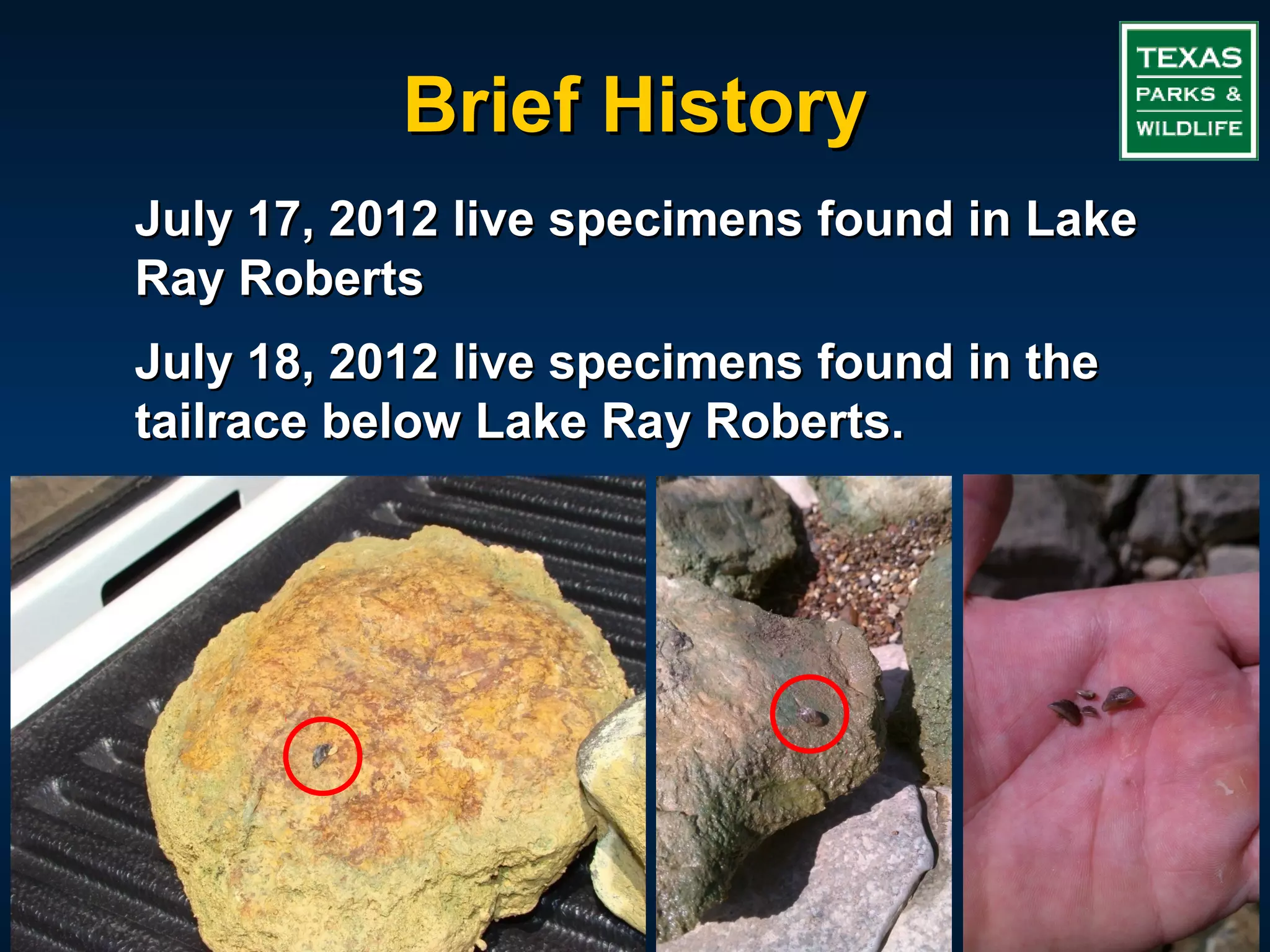 Brief History
July 17, 2012 live specimens found in Lake
Ray Roberts
July 18, 2012 live specimens found in the
tailrace below Lake Ray Roberts.
 